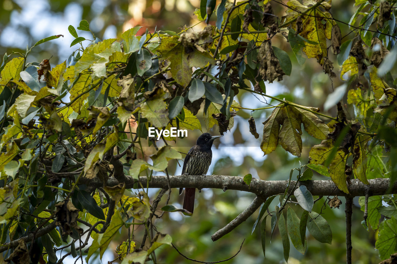 BIRD PERCHING ON BRANCH