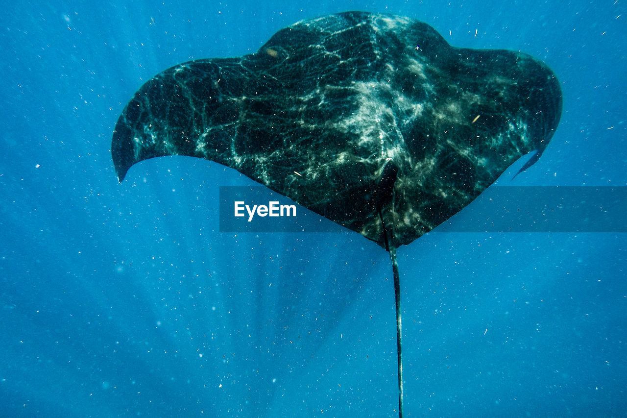 Sting ray swimming in sea