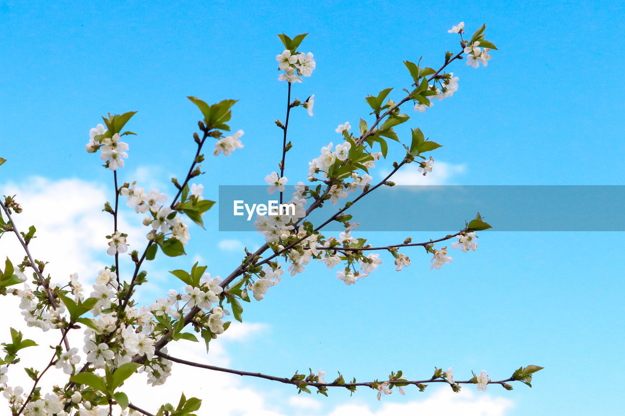 LOW ANGLE VIEW OF CHERRY BLOSSOMS AGAINST SKY