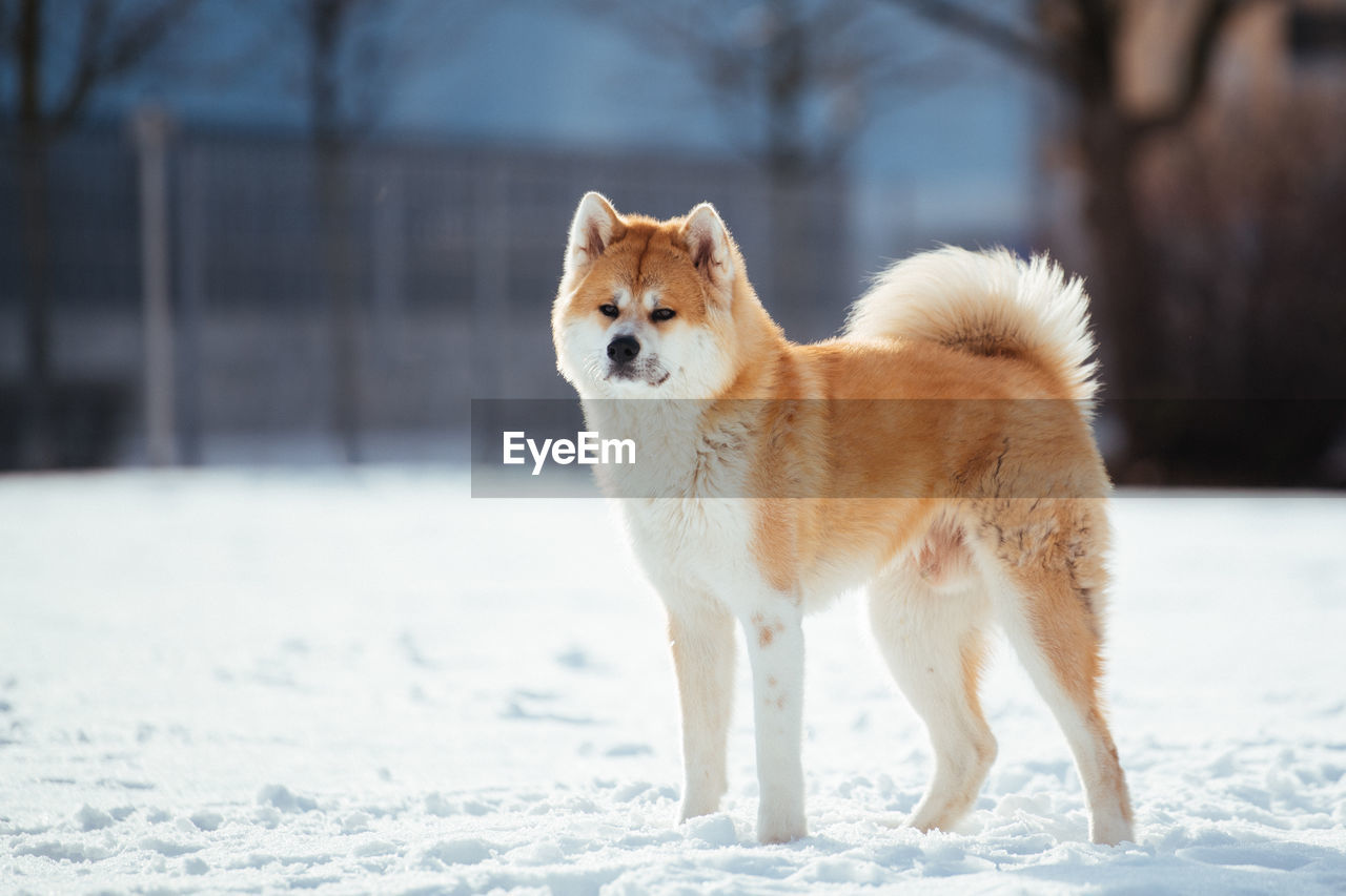 Dog standing on snow