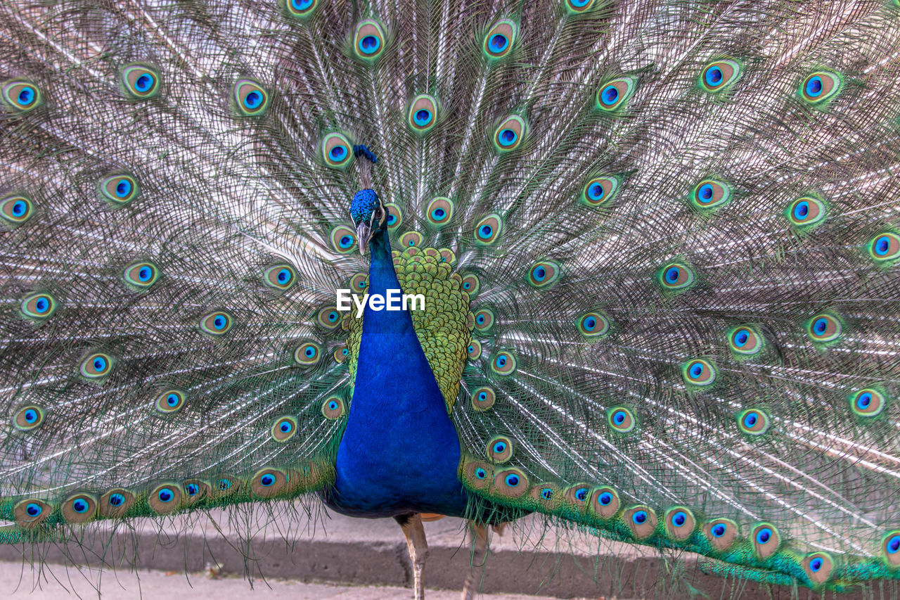 CLOSE-UP OF PEACOCK FEATHERS