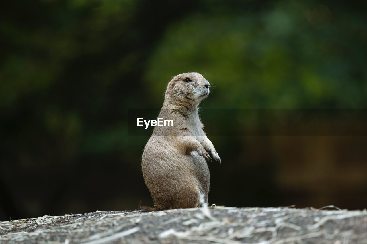 Meerkat sitting on rock