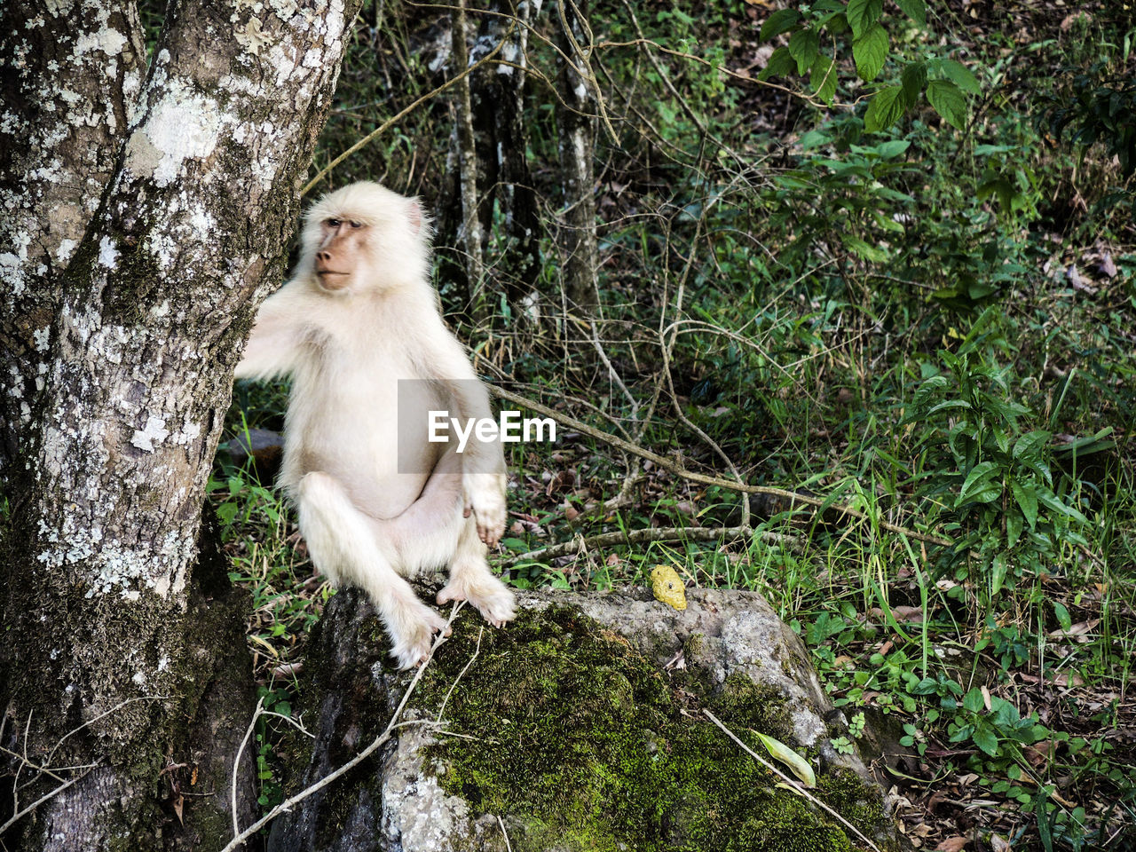 MONKEY SITTING ON BRANCH AGAINST TREES