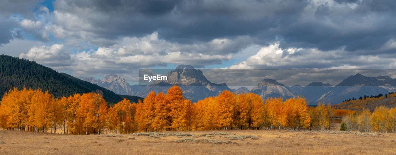 PANORAMIC VIEW OF TREES AND MOUNTAINS DURING AUTUMN