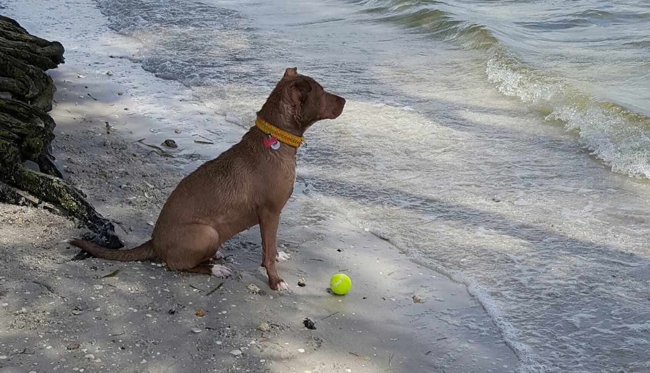 Close-up of pitbull on beach