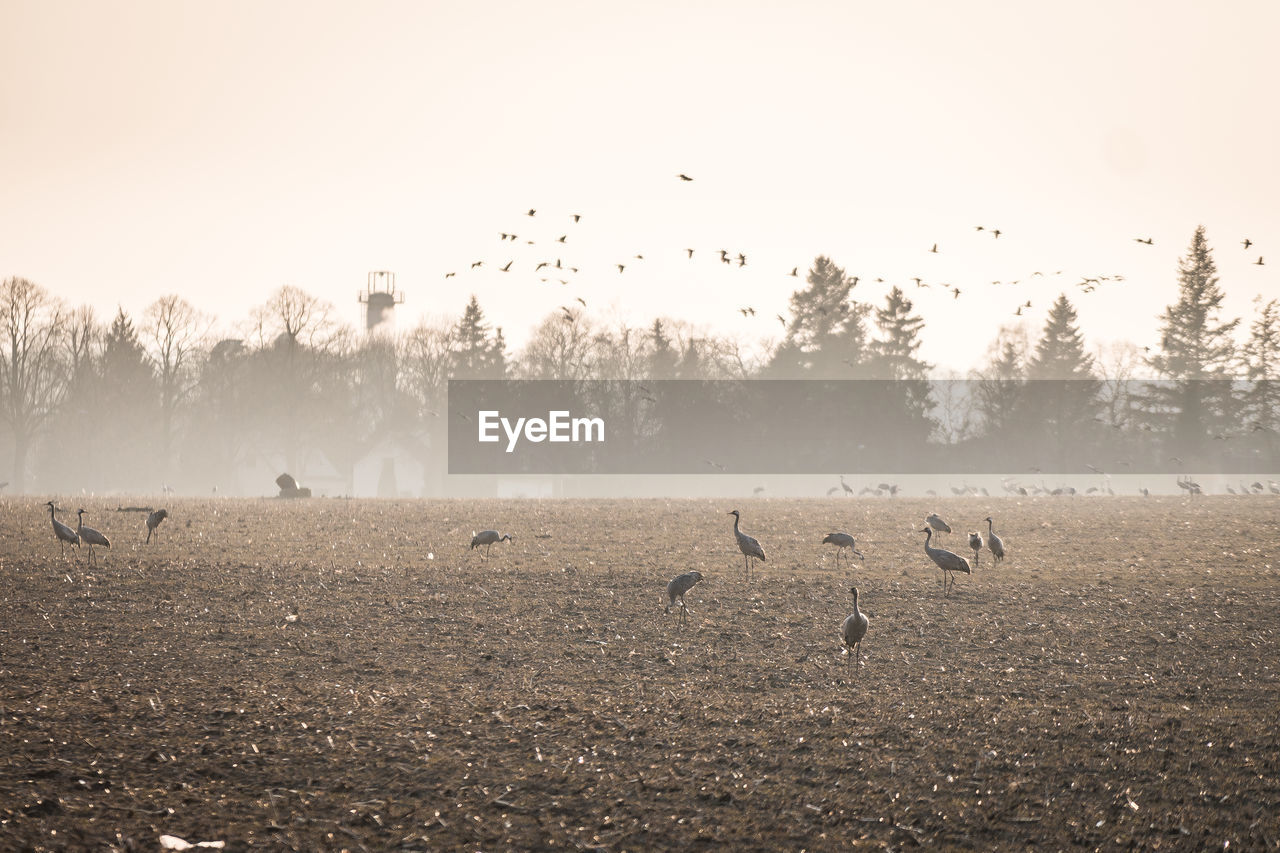 BIRDS FLYING OVER THE FIELD