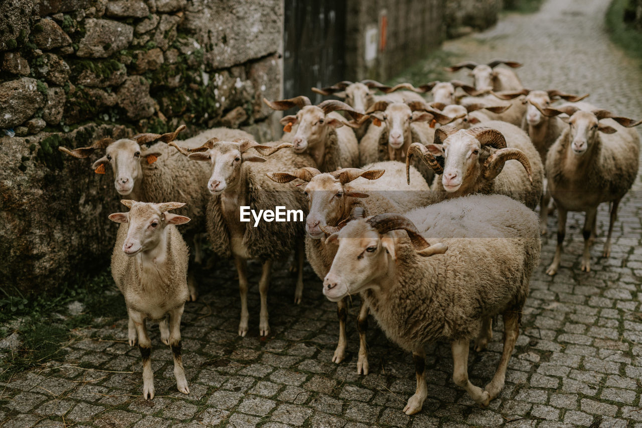 Sheep standing in a farm