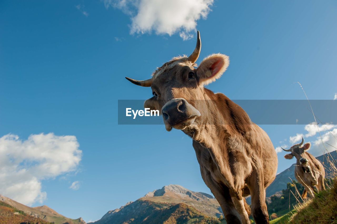 Low angle view of giraffe on mountain against sky