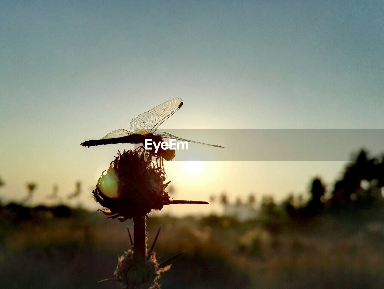 CLOSE-UP OF INSECT ON PLANT AGAINST SKY