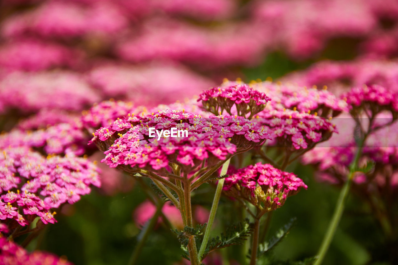 Close-up of pink flowers