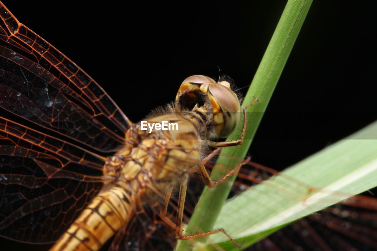 CLOSE-UP OF GRASSHOPPER