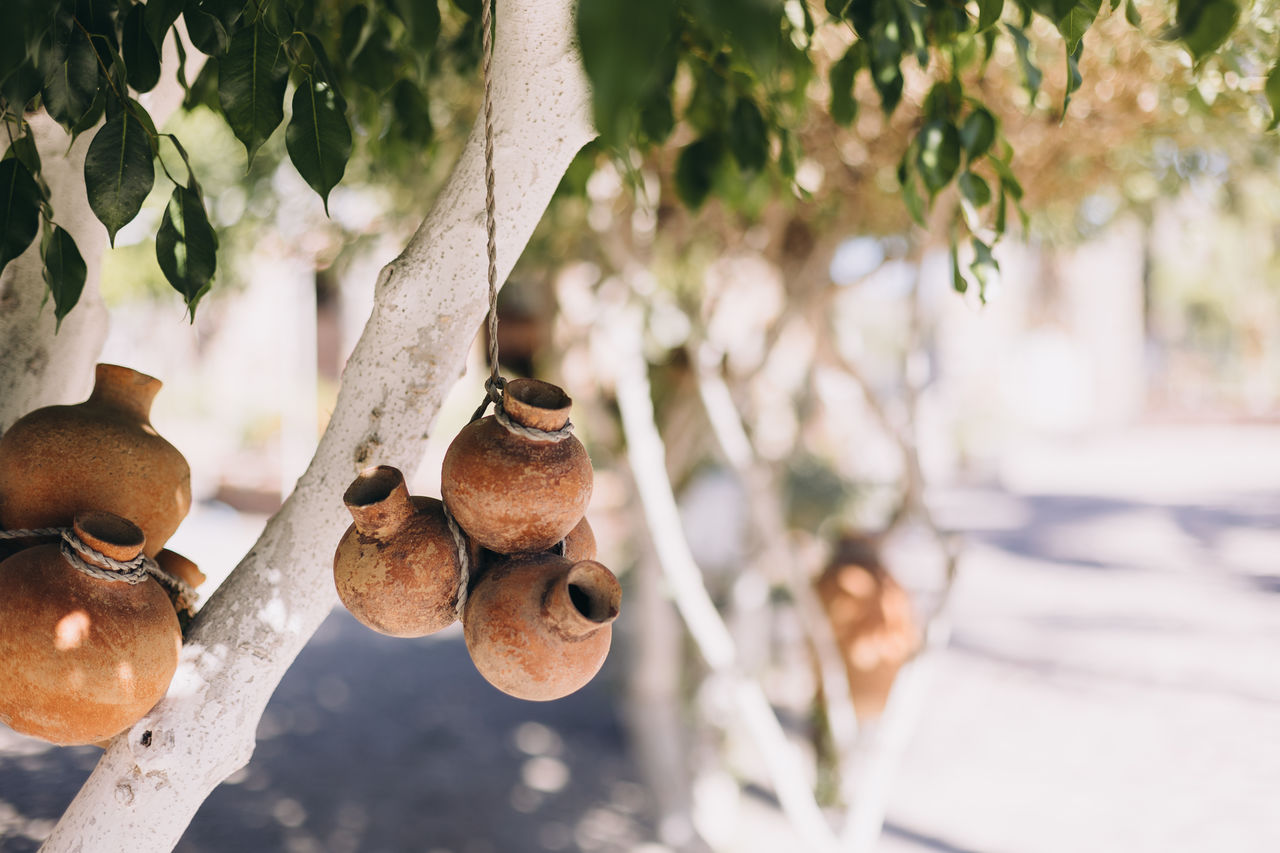 Small clay pots hanging from a ficus tree as decoration