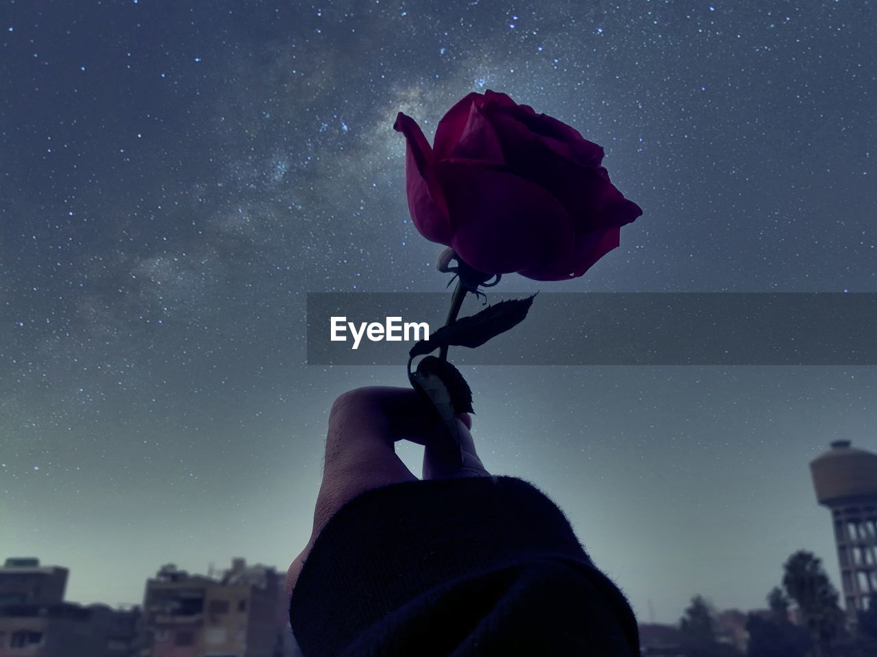 Cropped hand of woman holding rose against sky