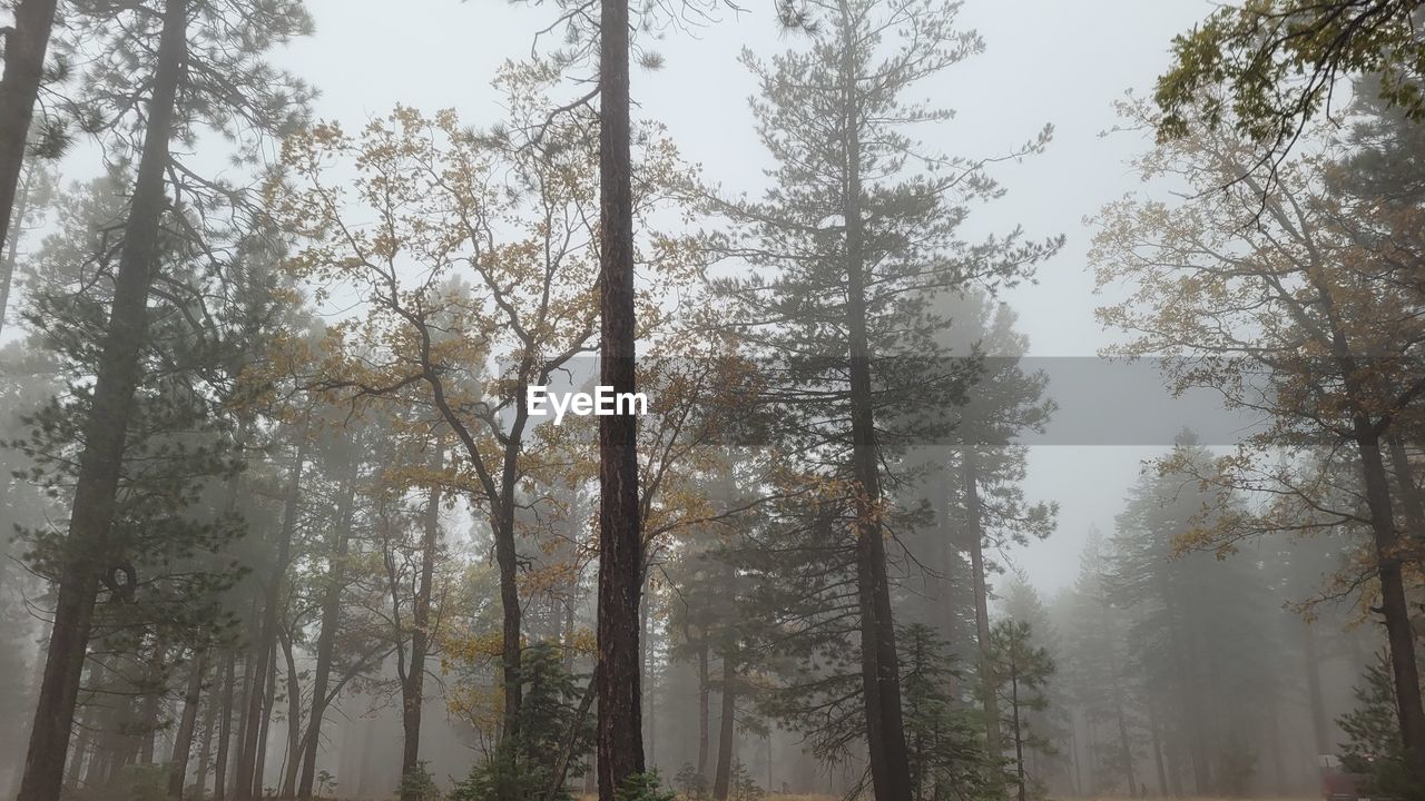 tree, plant, forest, fog, land, natural environment, nature, mist, environment, morning, woodland, beauty in nature, landscape, pine woodland, pine tree, tranquility, pinaceae, coniferous tree, winter, non-urban scene, no people, sky, scenics - nature, tranquil scene, tree trunk, outdoors, trunk, day, growth, snow, travel, autumn, cold temperature, travel destinations, wilderness