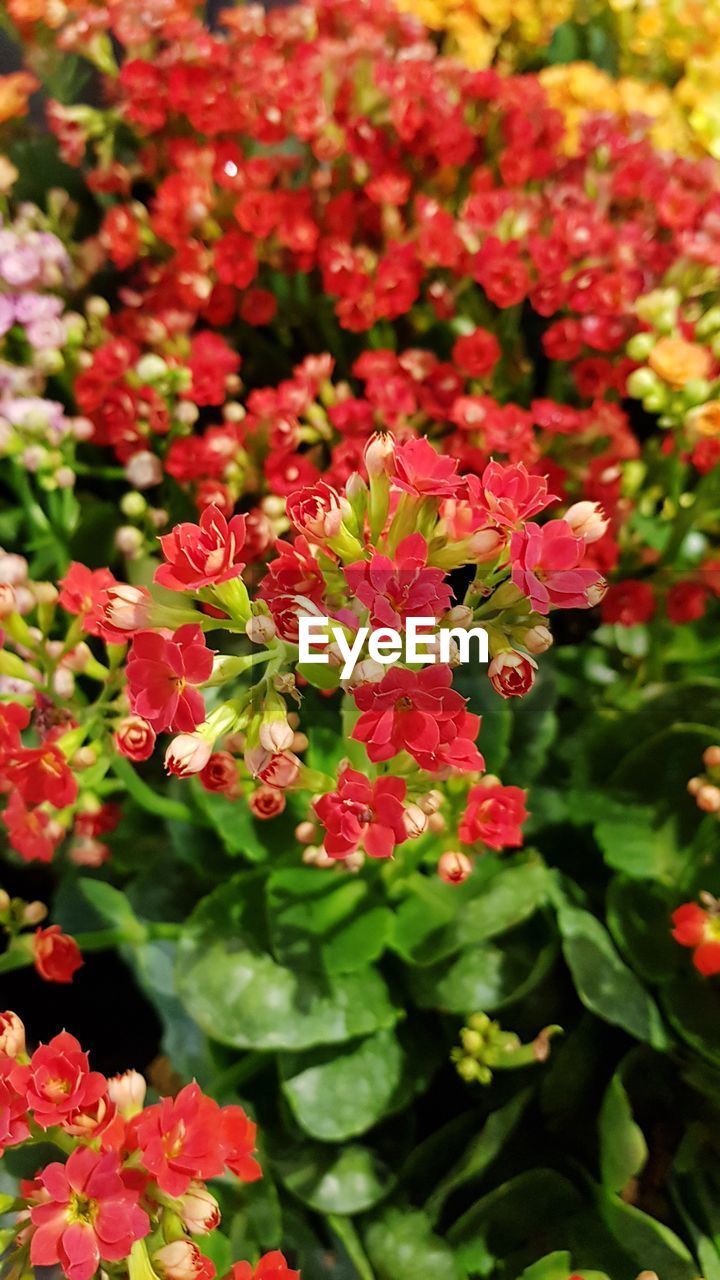 CLOSE-UP OF RED FLOWERS BLOOMING IN PLANT