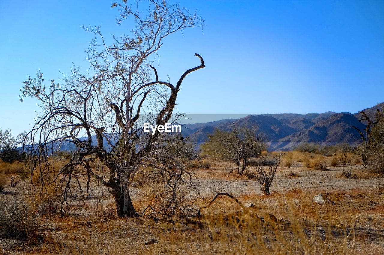 BARE TREE ON LANDSCAPE AGAINST BLUE SKY