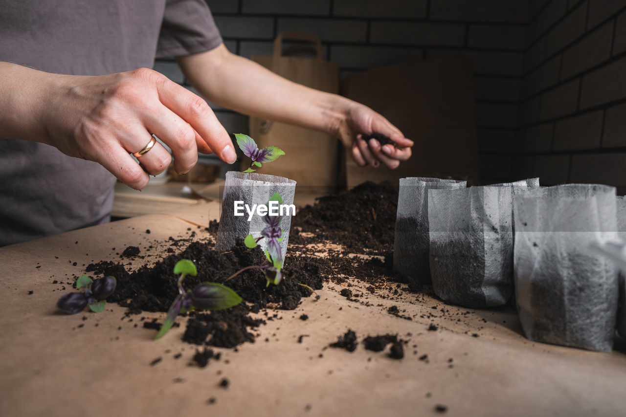 Home plant growing concept. human hands transplant seedlings into separate containers with soil. 