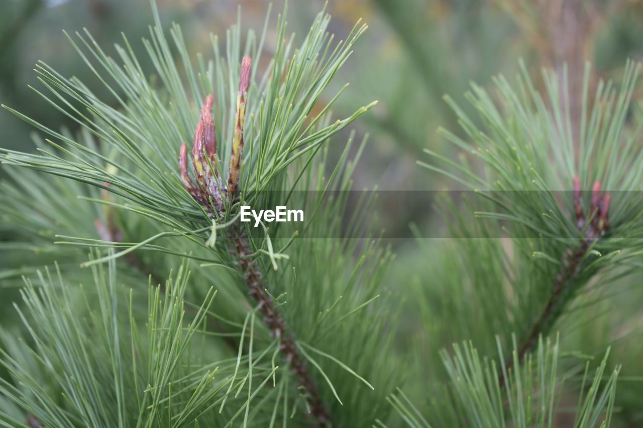 Close-up of pine tree