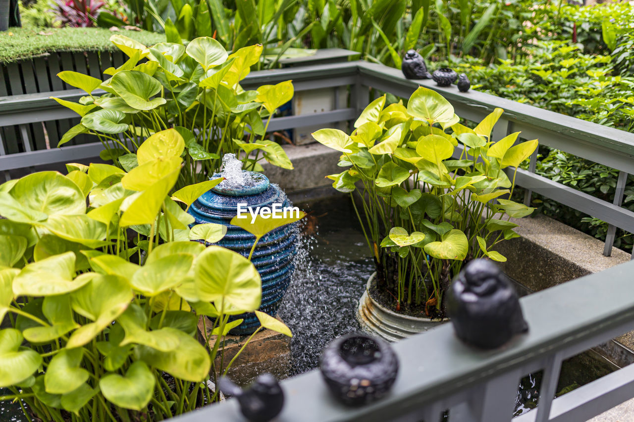 high angle view of potted plant