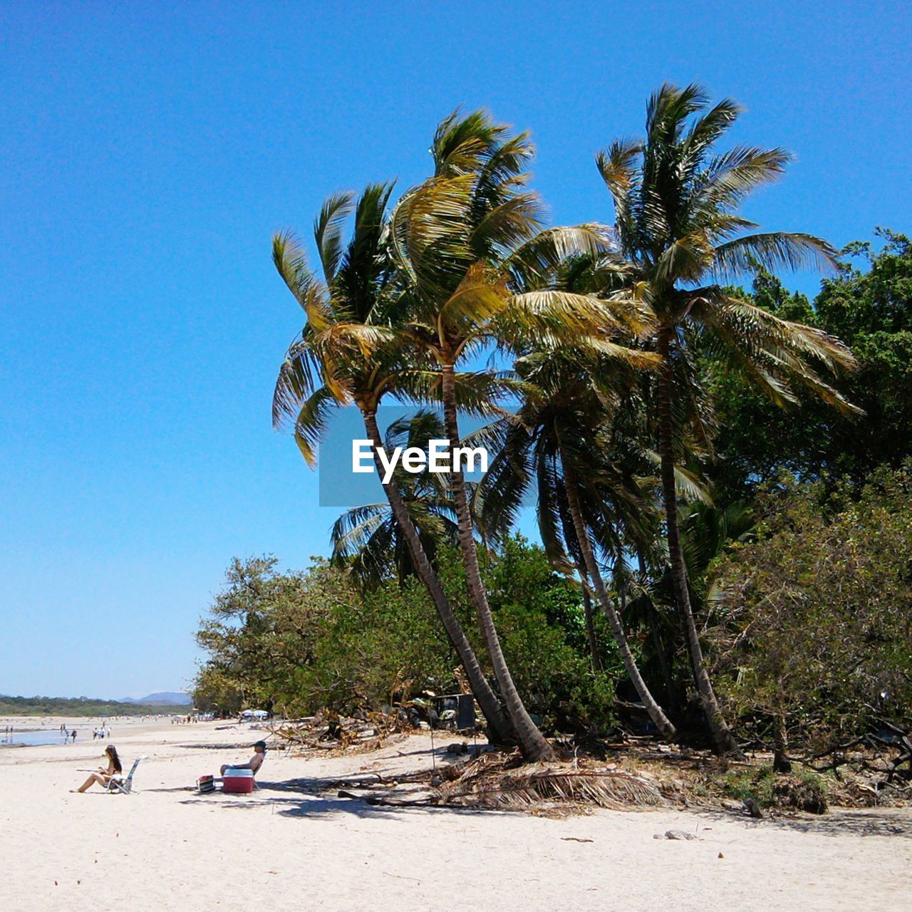 PALM TREE ON BEACH AGAINST CLEAR BLUE SKY