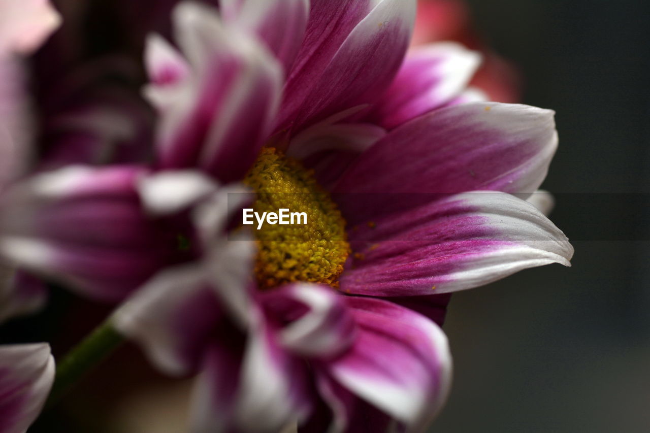 Close-up of pink daisy flower against black background