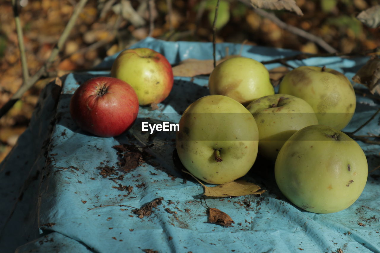 HIGH ANGLE VIEW OF APPLE ON TABLE