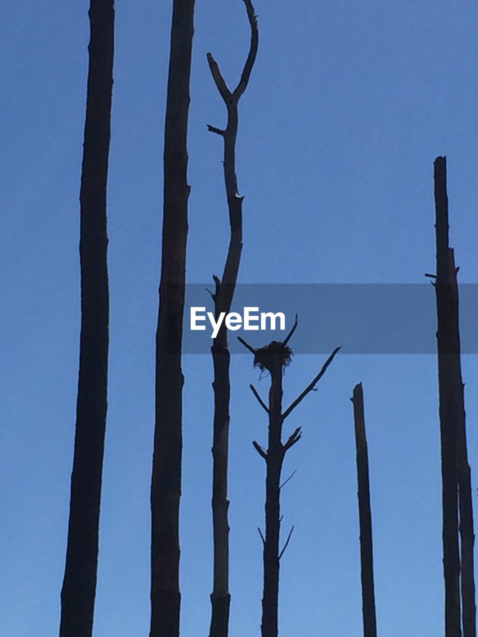 LOW ANGLE VIEW OF TREE AGAINST CLEAR BLUE SKY