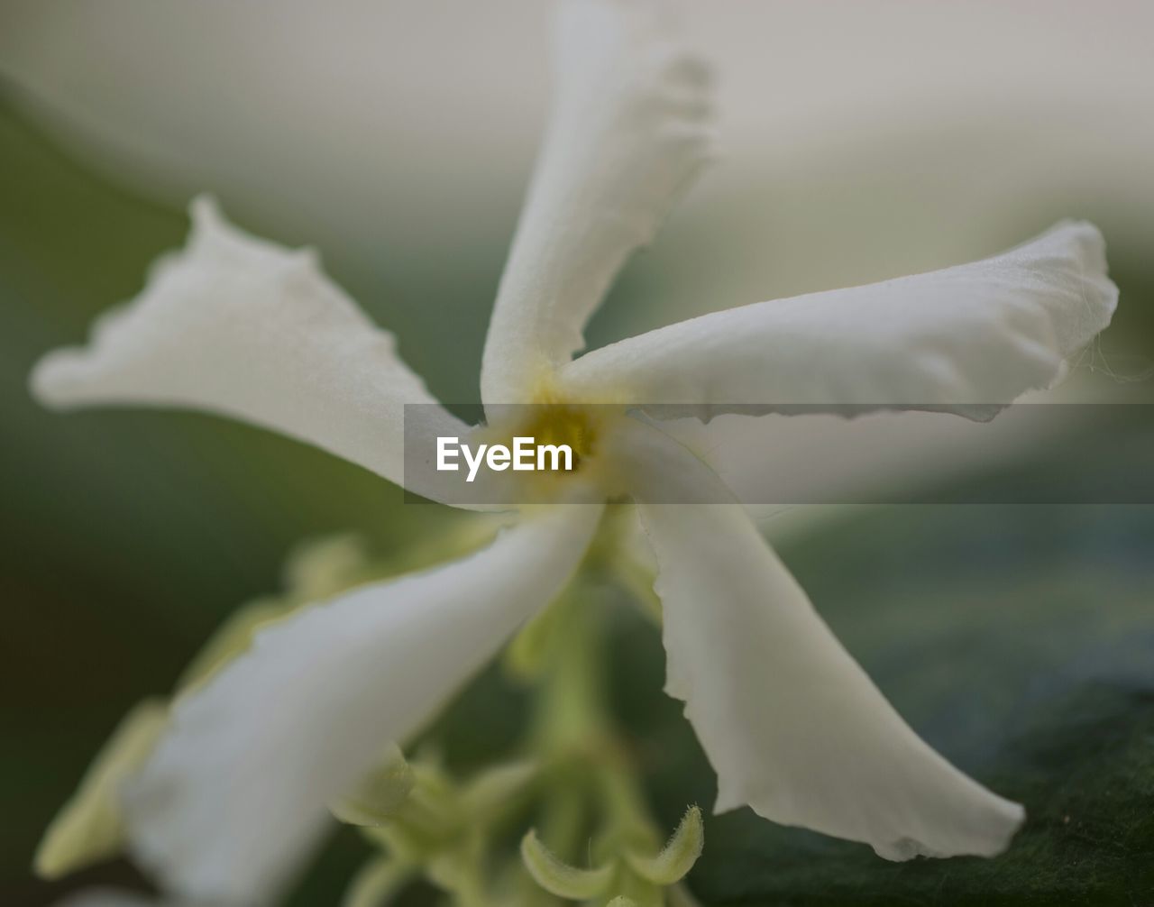 CLOSE-UP OF WHITE FLOWERS BLOOMING