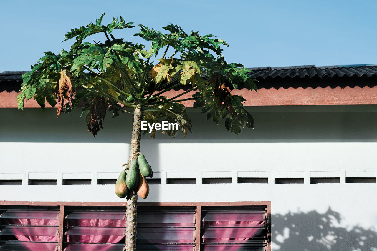 A single papaya tree against a house 