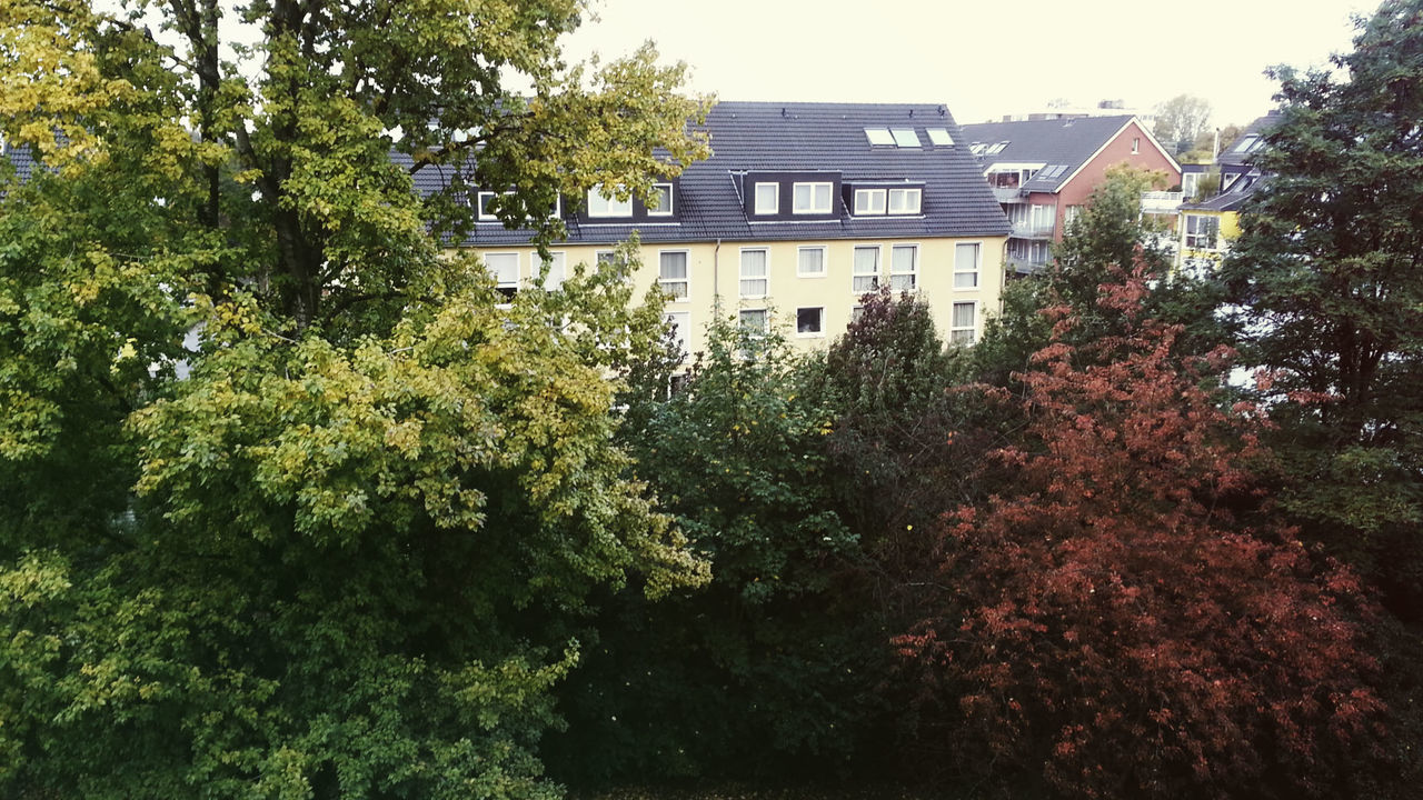 TREES BY HOUSE