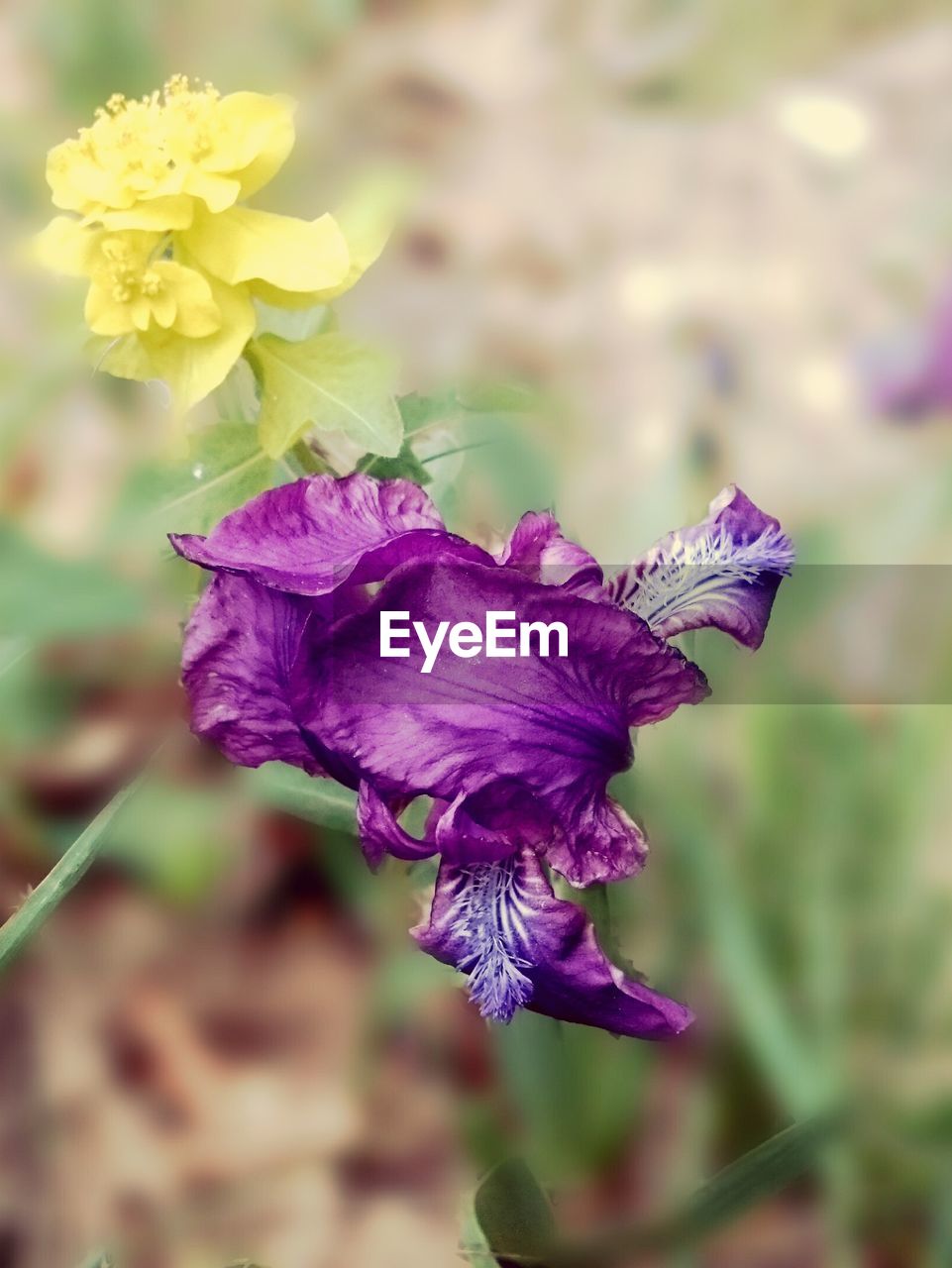 CLOSE-UP OF PURPLE FLOWER BLOOMING