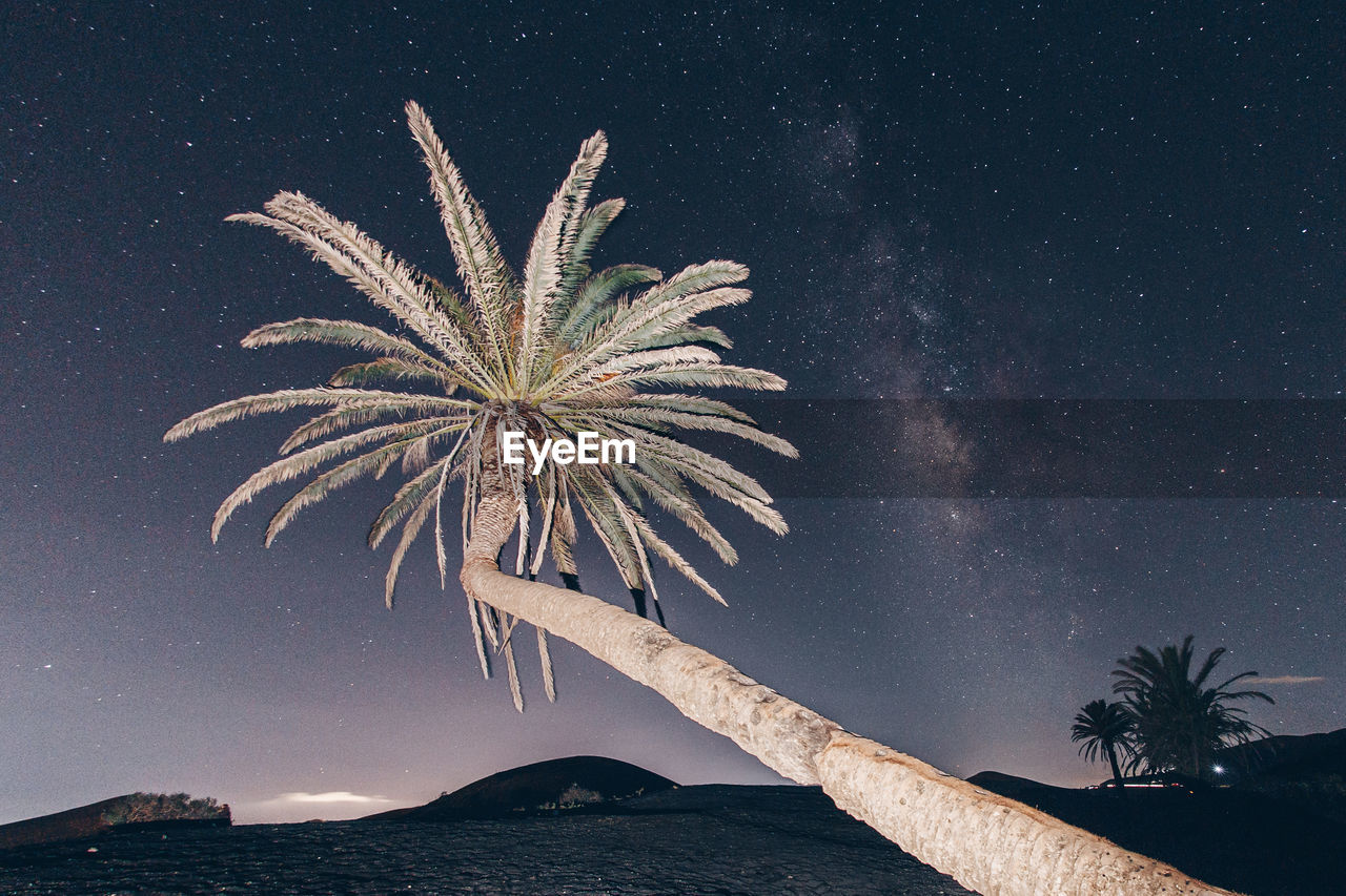 Low angle view of palm tree against sky at night