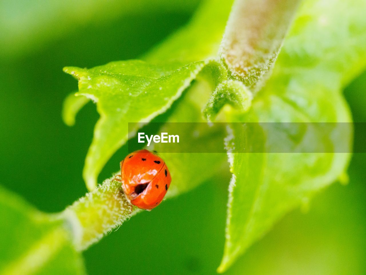 Ladybug on plant stem
