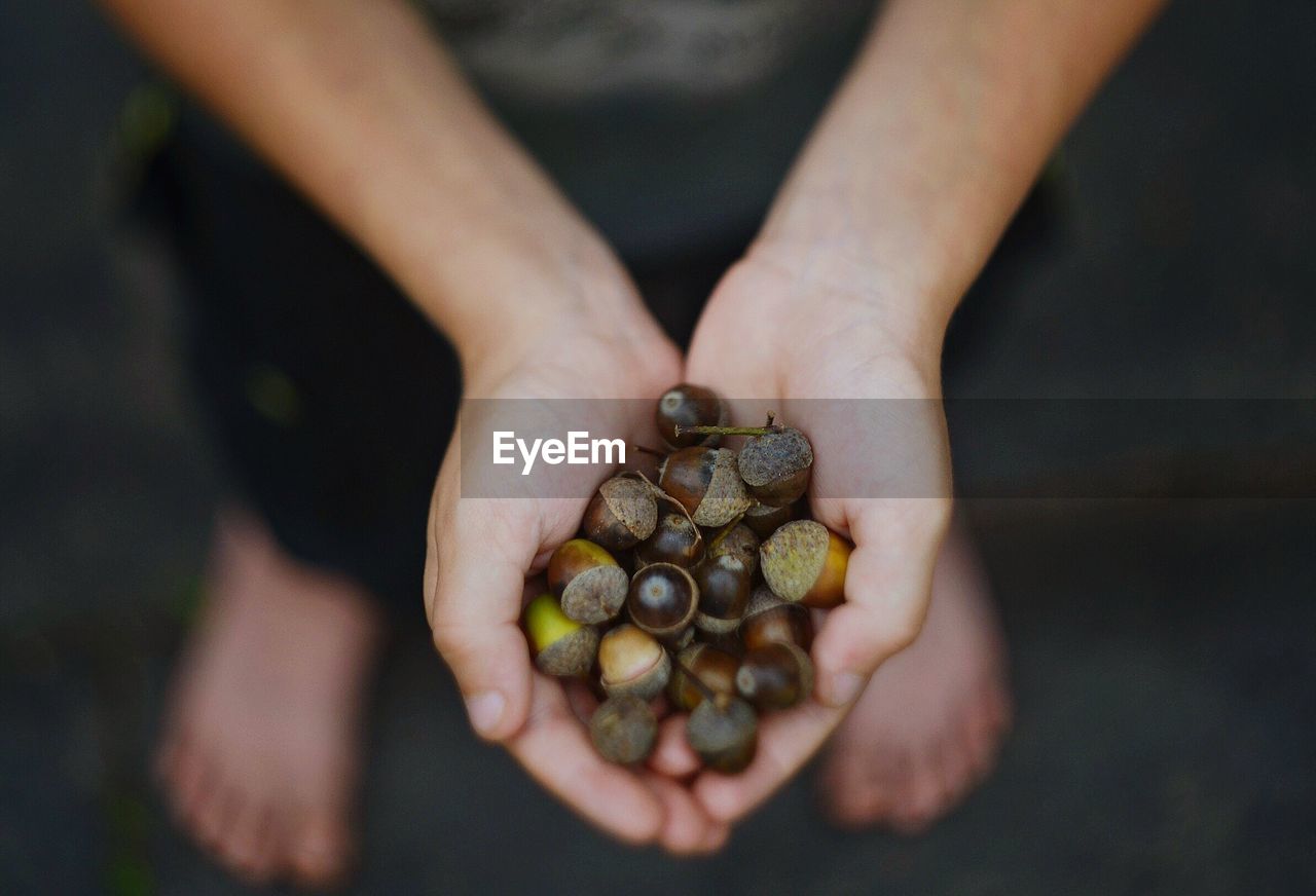 Cropped image of hand holding acorns