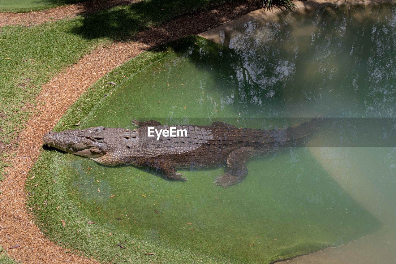 HIGH ANGLE VIEW OF A TURTLE IN LAKE