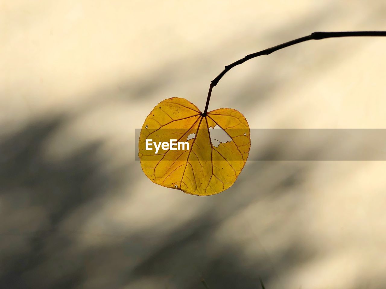 Close-up of yellow dry leaf