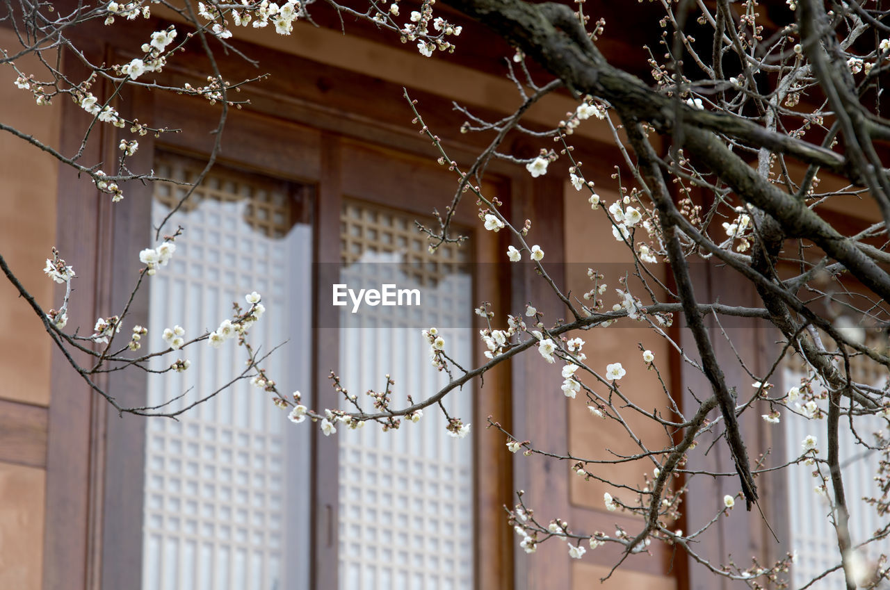 Low angle view of plum blossom tree by house