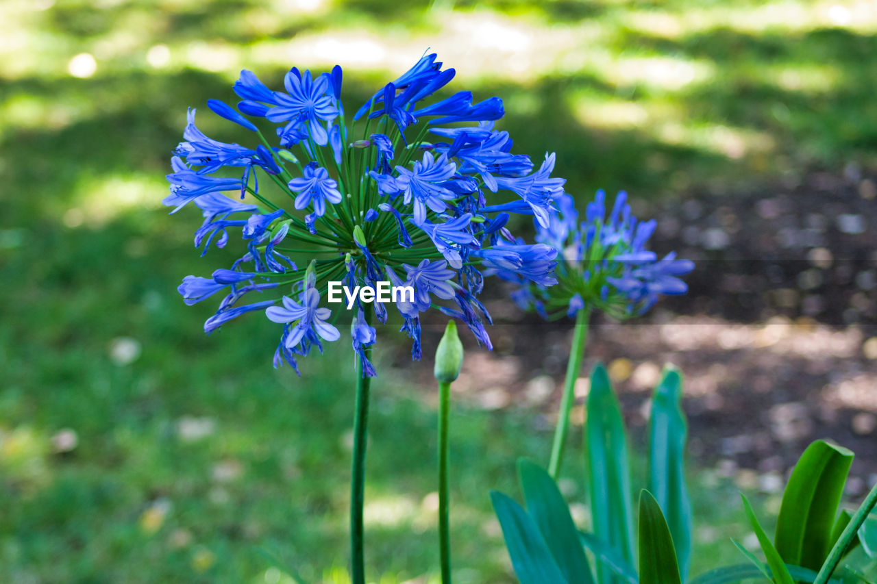 CLOSE-UP OF PURPLE FLOWERING PLANTS ON LAND