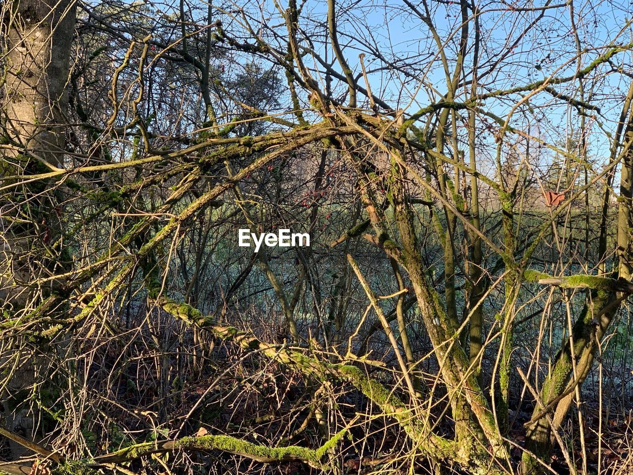 VIEW OF BARE TREES ON LAND