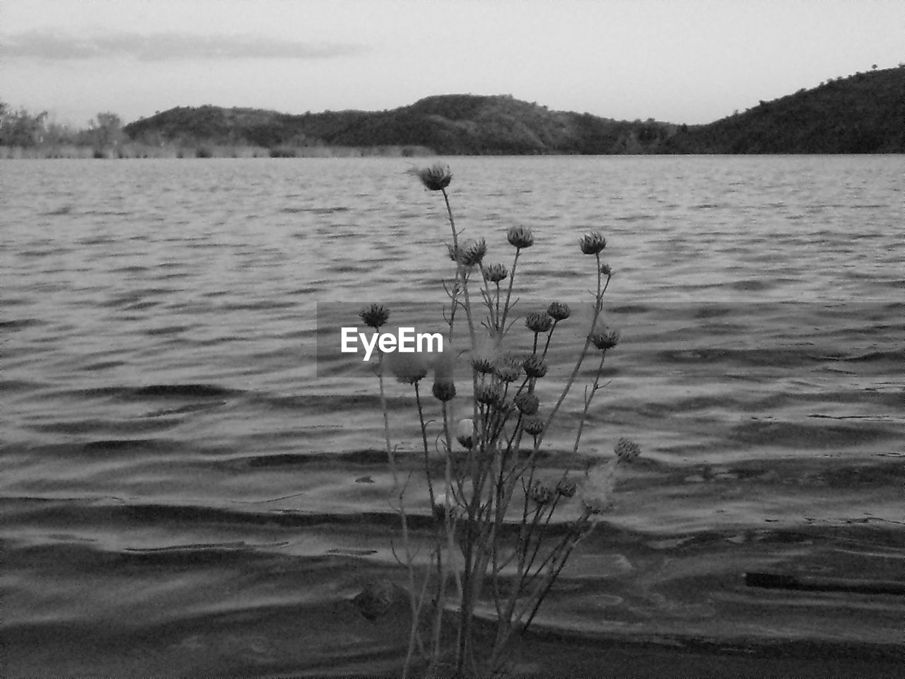 CLOSE-UP OF PLANTS BY CALM LAKE