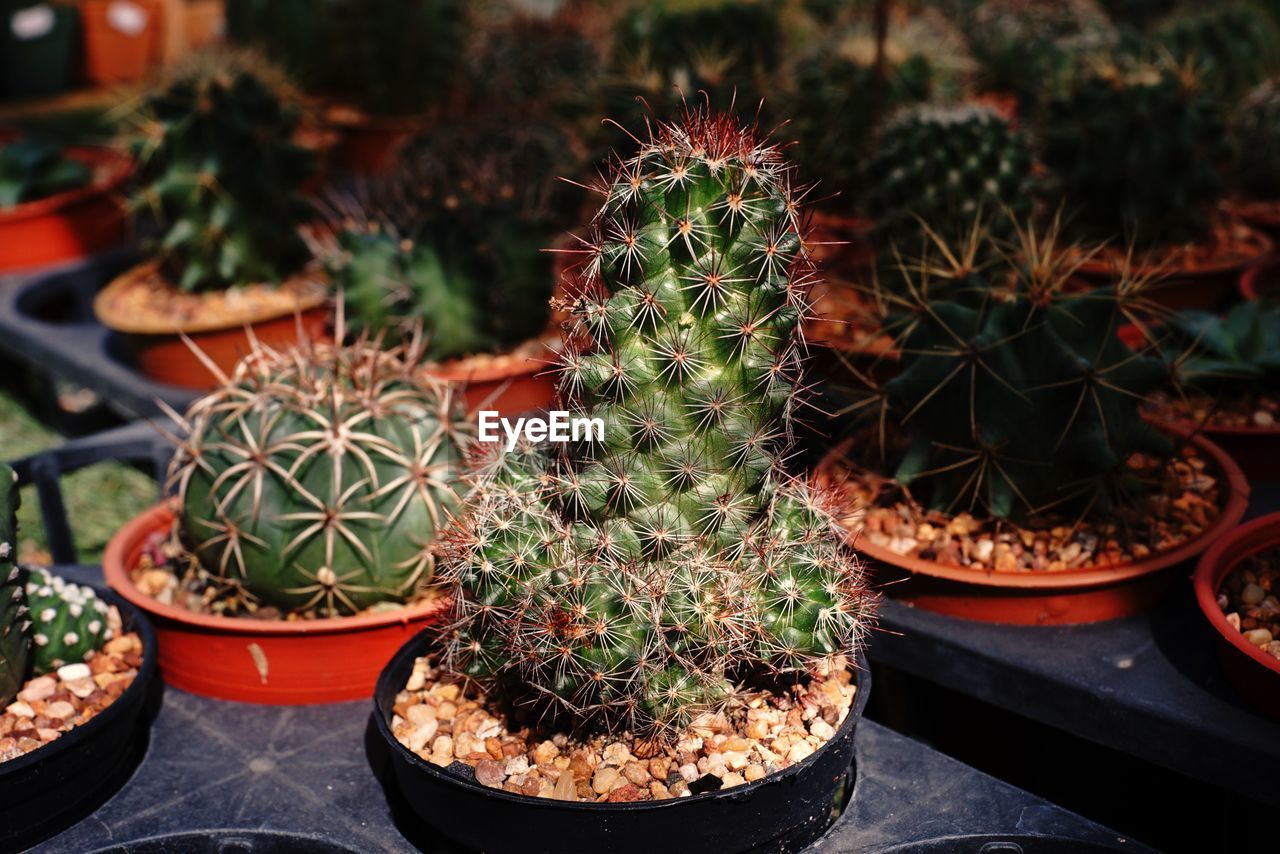 Cactus, desert plant to decoration plant