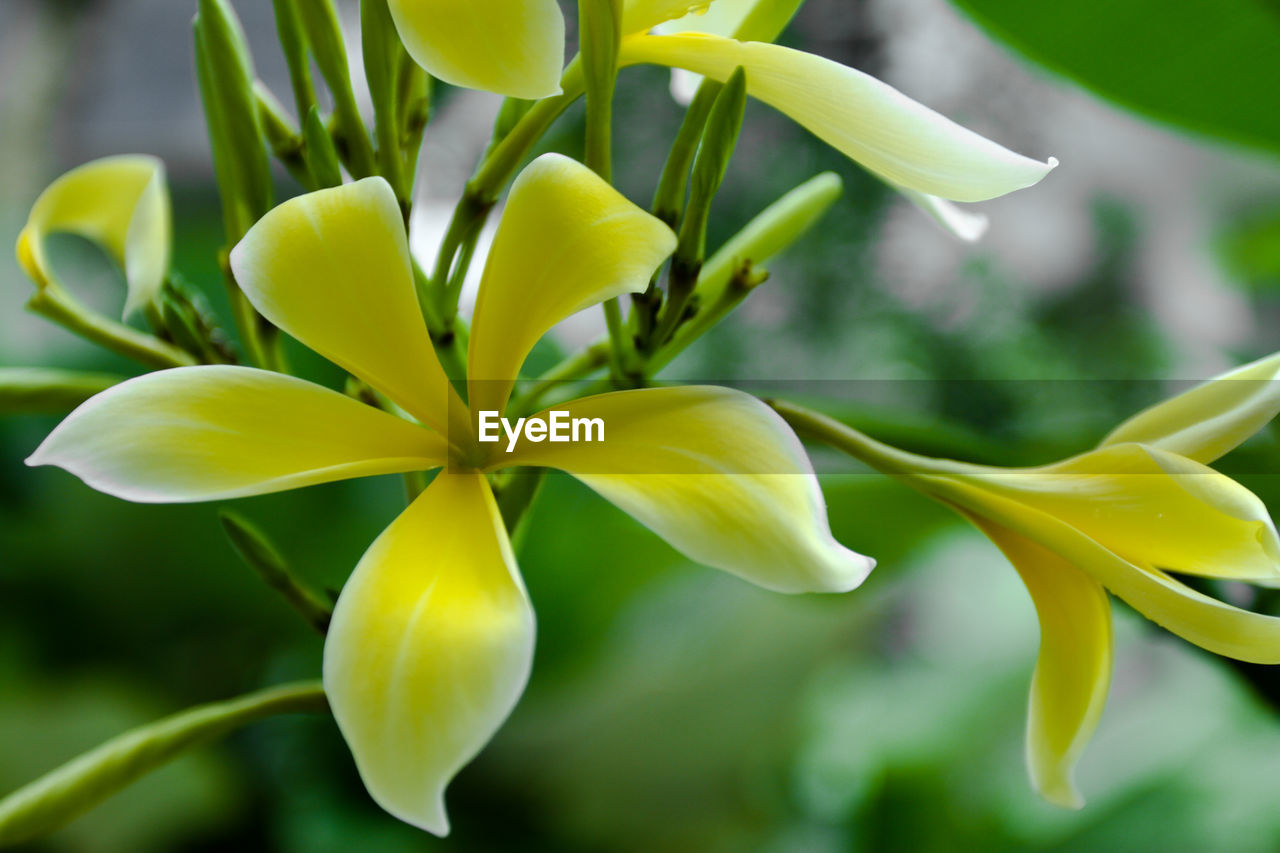 CLOSE-UP OF YELLOW ROSE PLANT