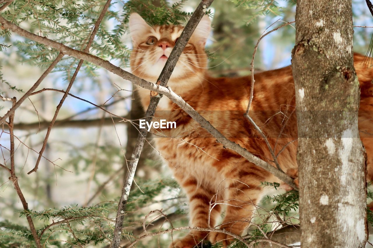 Orange tabby cat in a tree