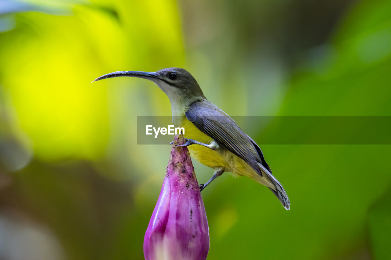 CLOSE-UP OF HUMMINGBIRD PERCHING ON FLOWER