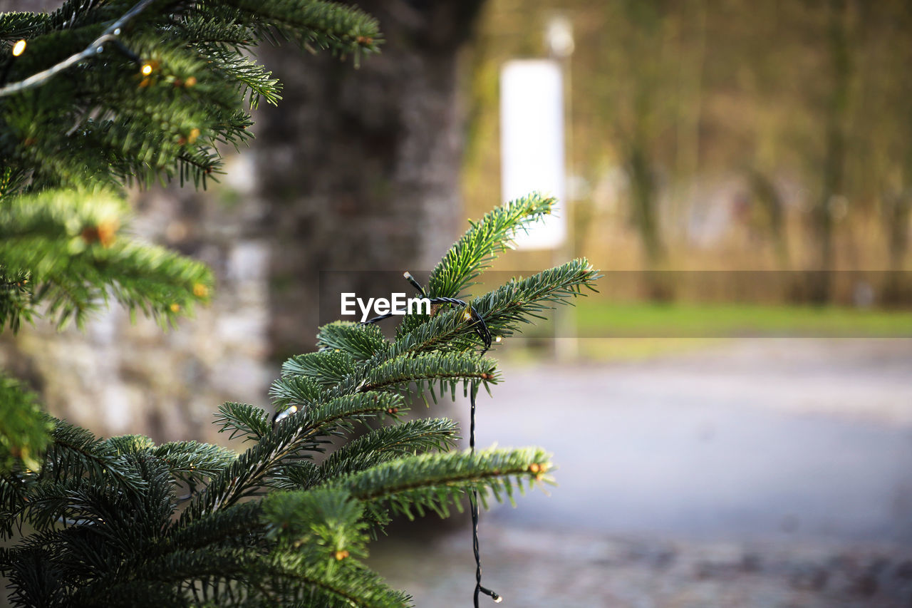 Castle Christmas Christmas Lights Green Lights Christmas Decoration Christmas Tree Close-up Day Focus On Foreground Green Color Growth Light String Nature No People Outdoors Plant Selective Focus