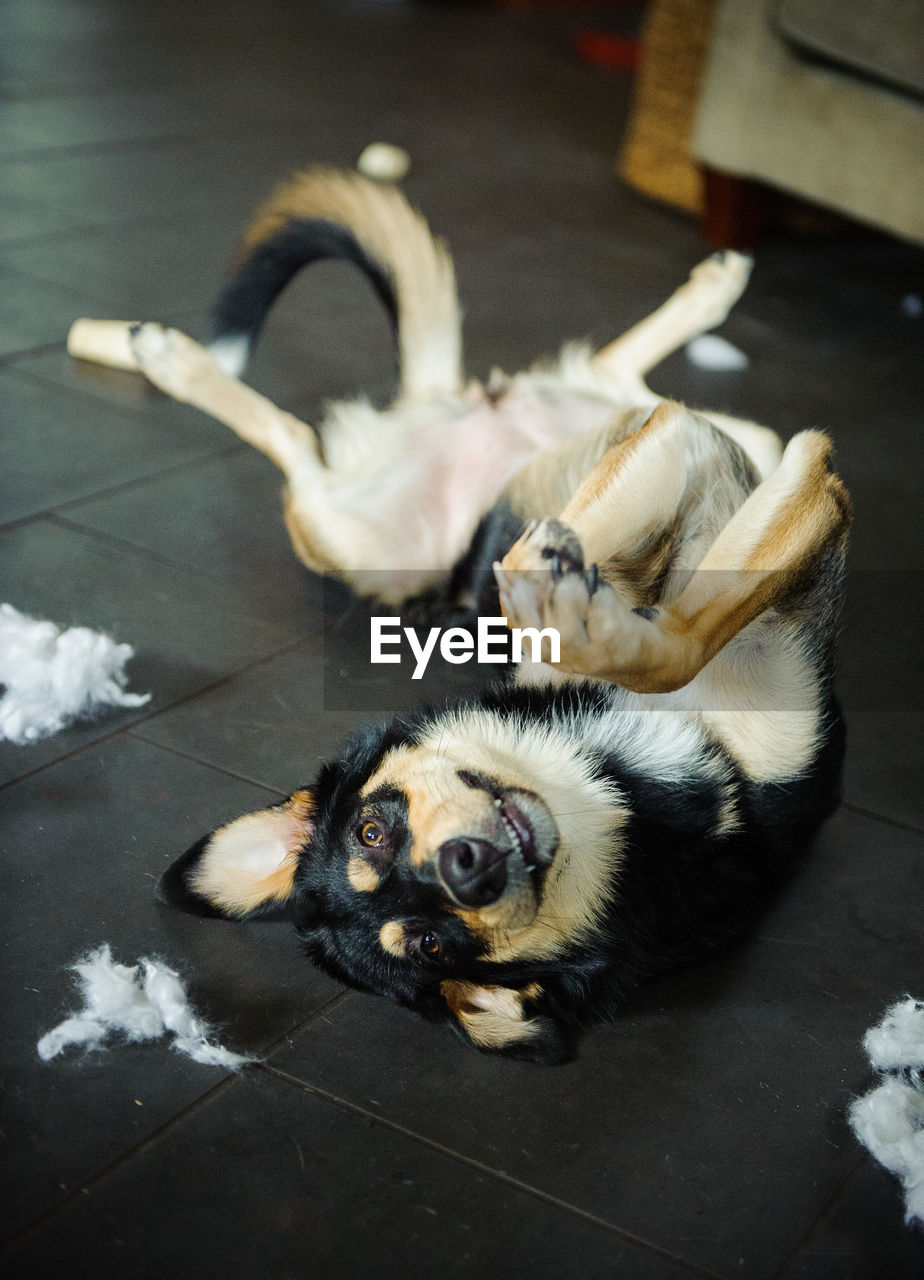 HIGH ANGLE PORTRAIT OF A DOG