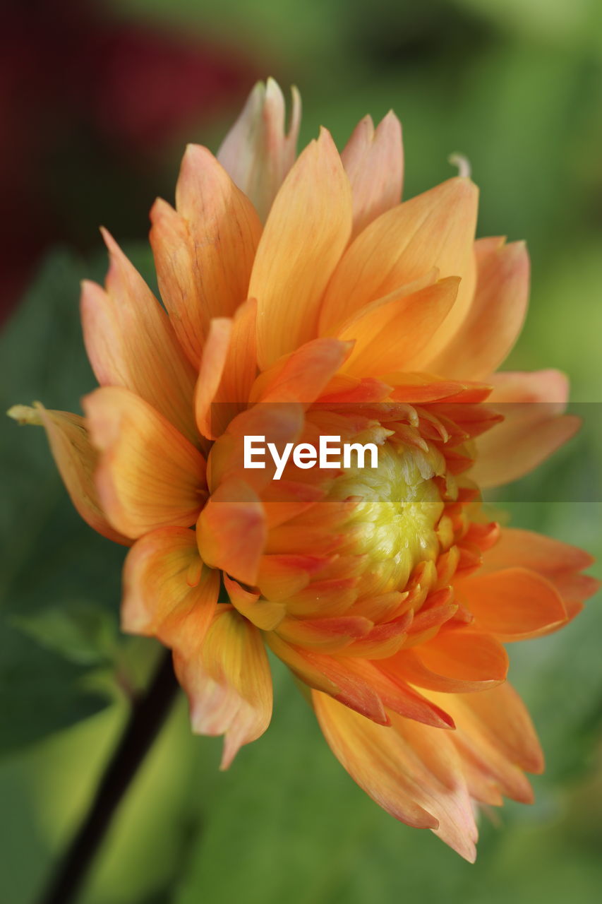 CLOSE-UP OF ORANGE FLOWERING PLANT