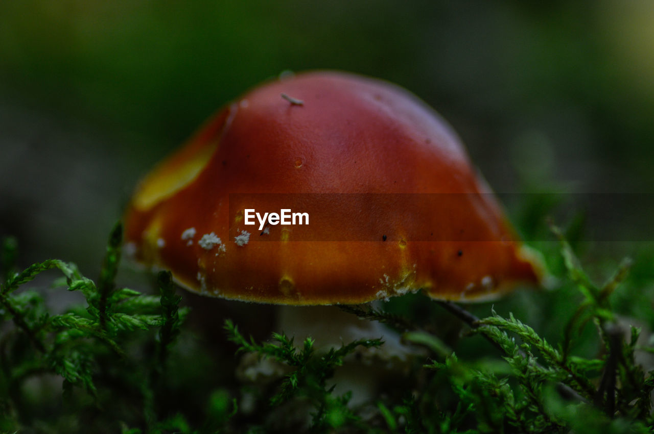 Close-up of mushroom growing on field