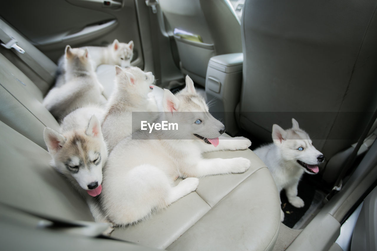 Dogs sitting in car