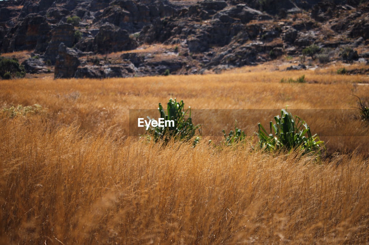 PLANTS ON FIELD